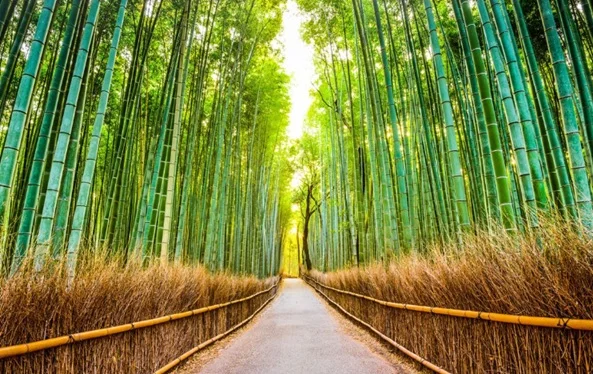 Forêt de bambous